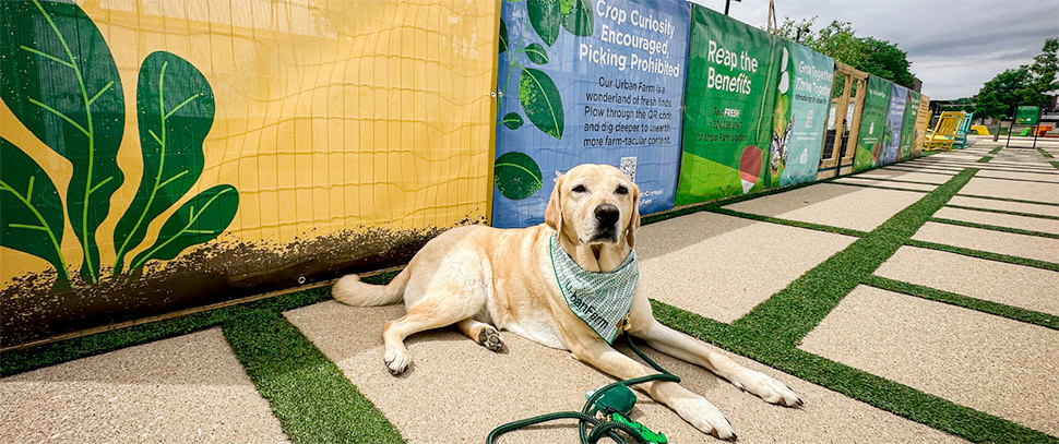 Mascot, a dog named Jax, sits in front of Mellody Farm's new urban farm.